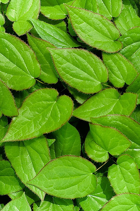 24 D33_5241-Blume.jpg